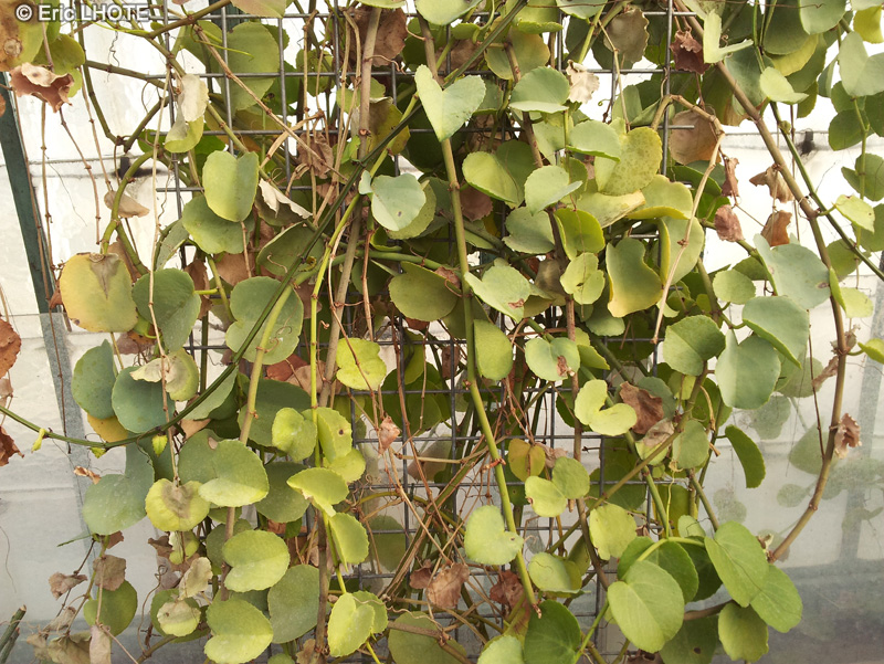 Vitaceae - Cissus rotundifolia - Arabian wax