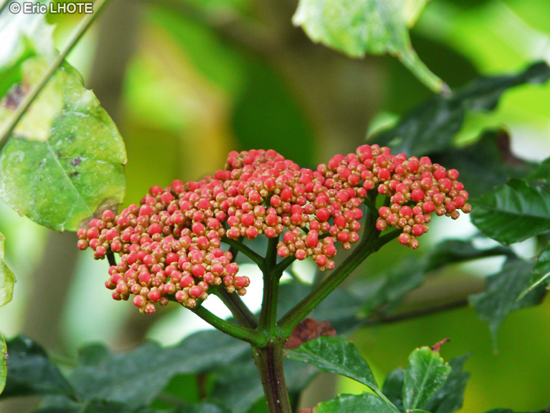  - Leea guineensis - 