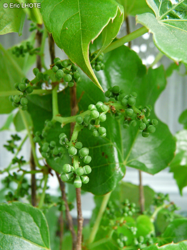  - Parthenocissus tricuspidata - 