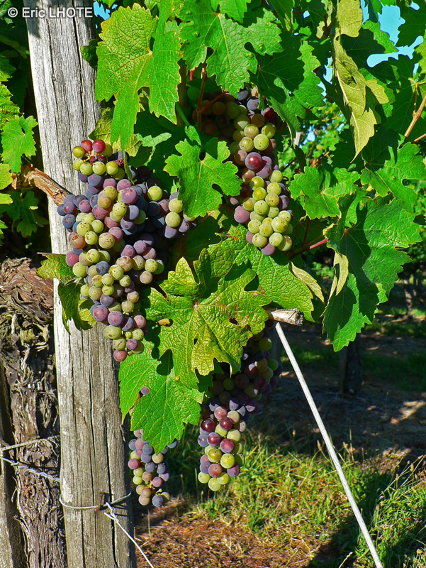  - Vitis vinifera - 