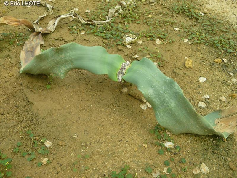 Welwitschiaceae - Welwitschia mirabilis - Welwitschie admirable