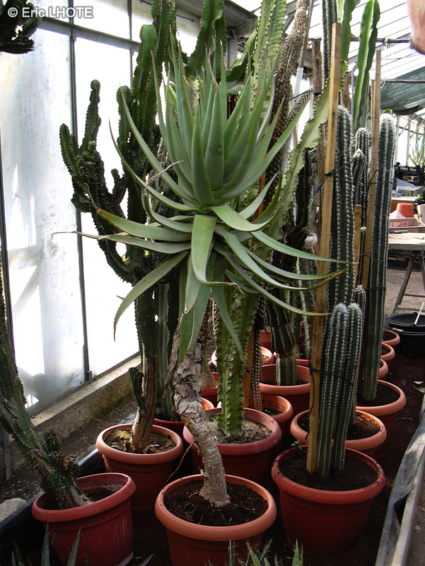  - Aloe arborescens - 