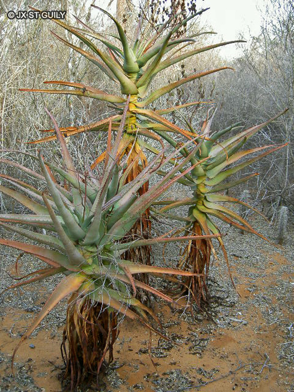  - Aloe arborescens - 