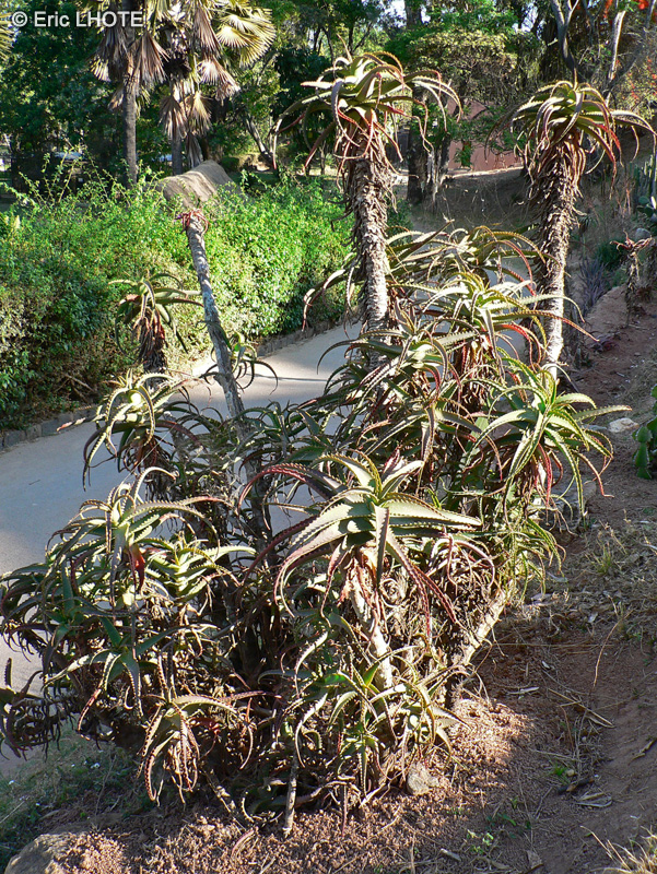  - Aloe arborescens - 