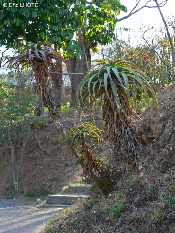 - Aloe arborescens - 