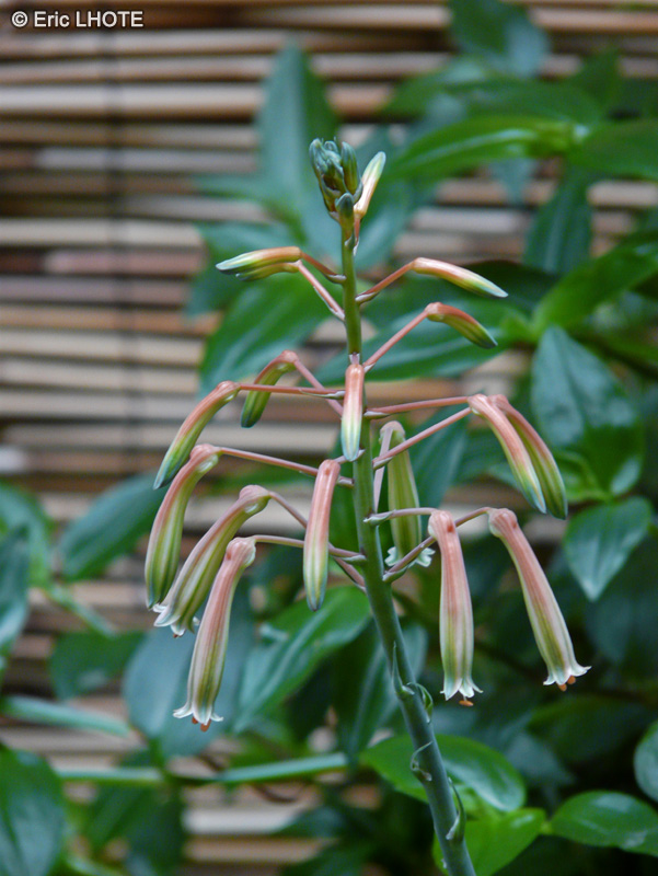  - Aloe aristata - 