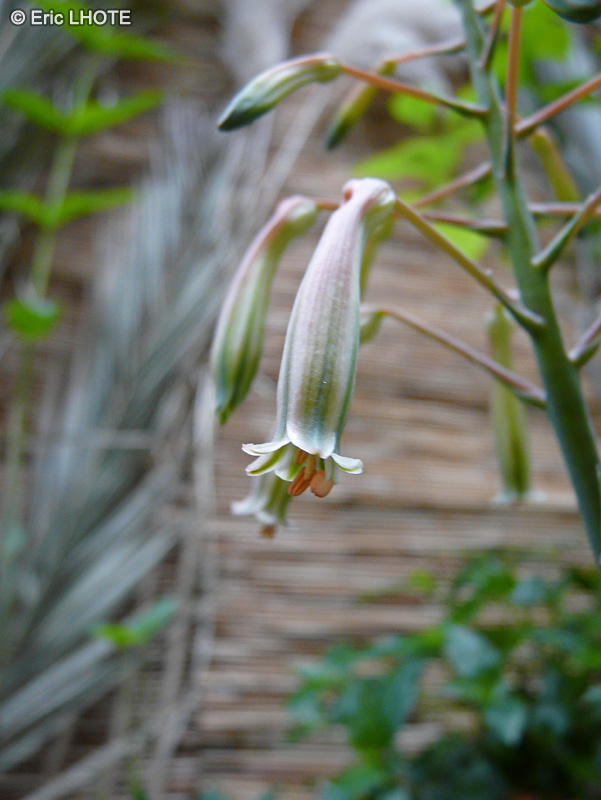  - Aloe aristata - 