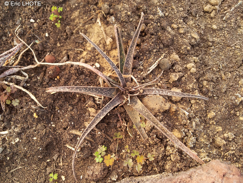 Xanthorrhoeaceae - Aloe bellatula - Aloès bellatula