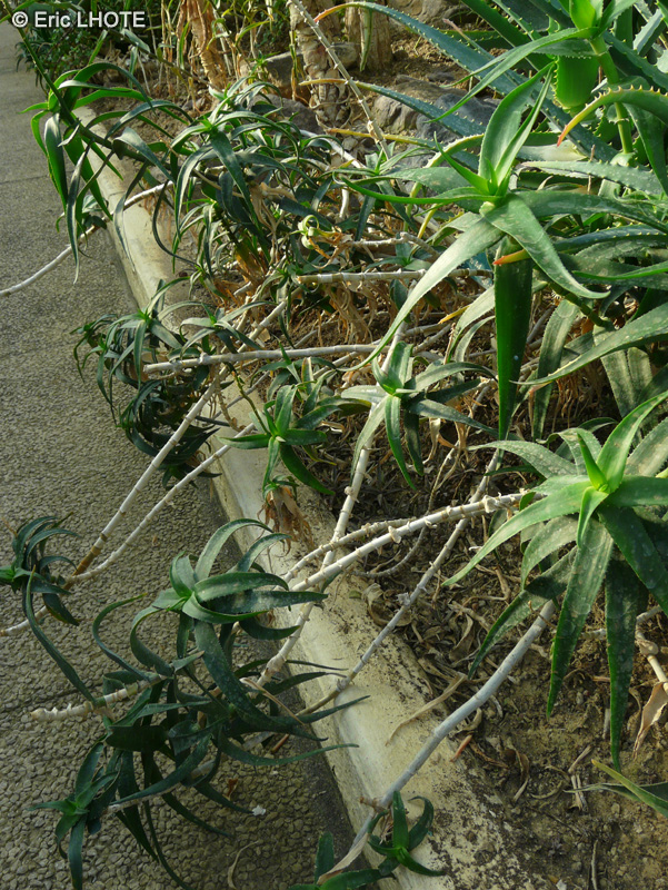  - Aloe ciliaris - 