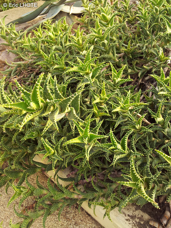  - Aloe concinna - 