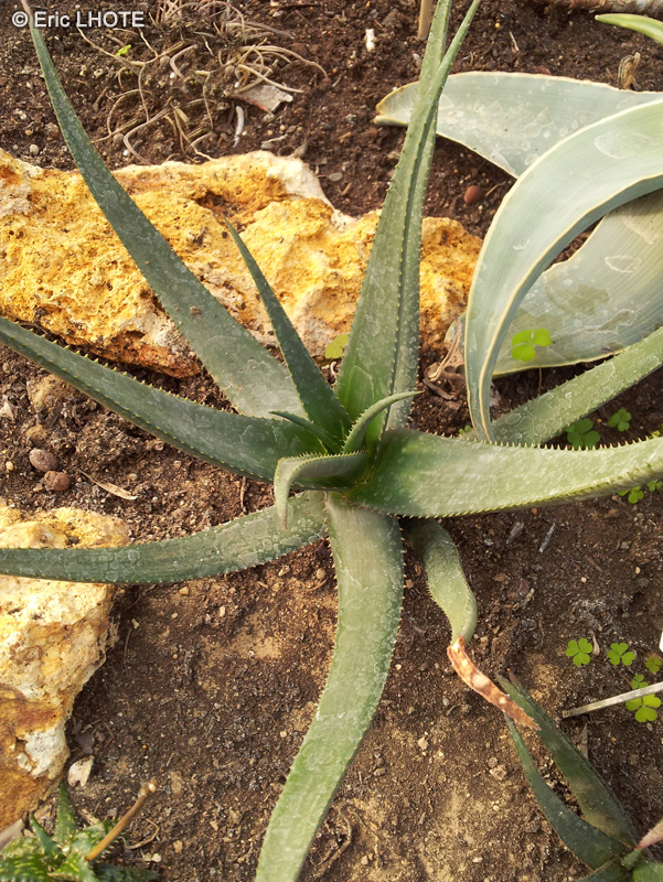 Xanthorrhoeaceae - Aloe erythrophylla - Aloès
