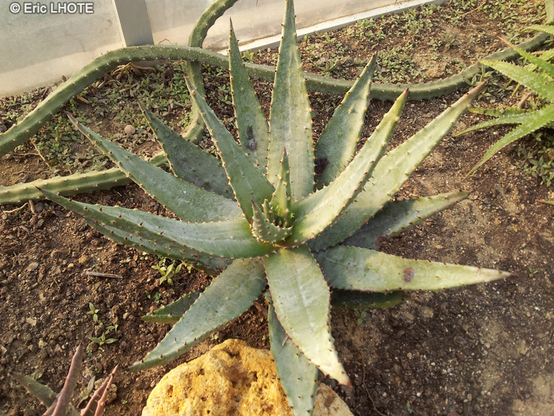  - Aloe ferox - 