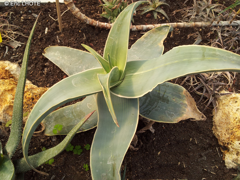 Xanthorrhoeaceae - Aloe karasbergensis - Karasburg Coral Aloe