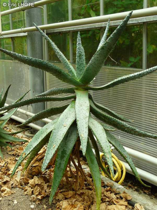  - Aloe marlothii - 
