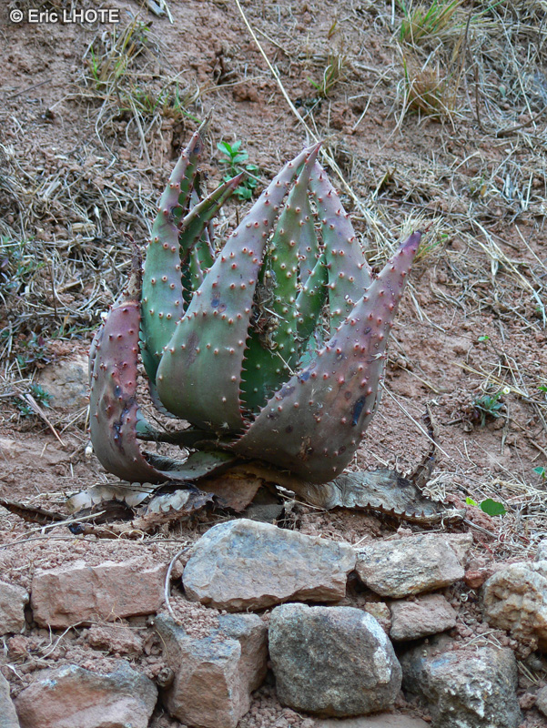 Xanthorrhoeaceae - Aloe marlothii - Alo&egrave;s, Lis du d&eacute;sert