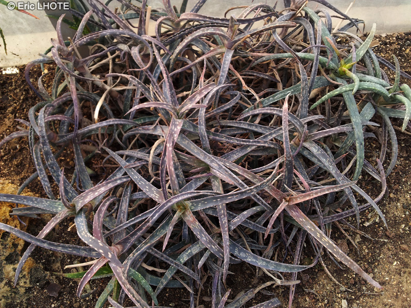 Xanthorrhoeaceae - Aloe millotii - Aloès