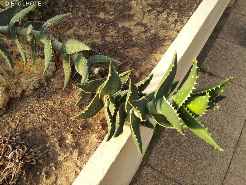 Xanthorrhoeaceae - Aloe peglerae - Aloès