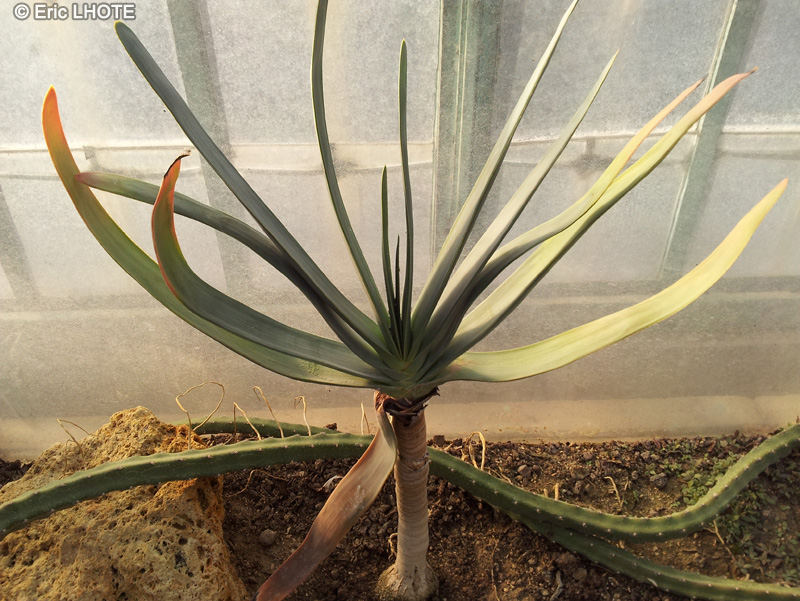  - Aloe plicatilis - 