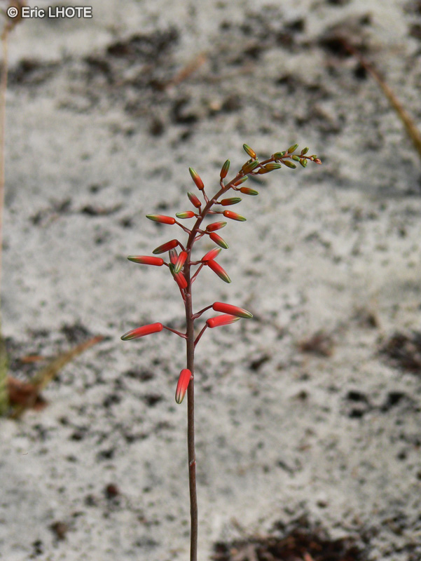  - Aloe saponaria - 