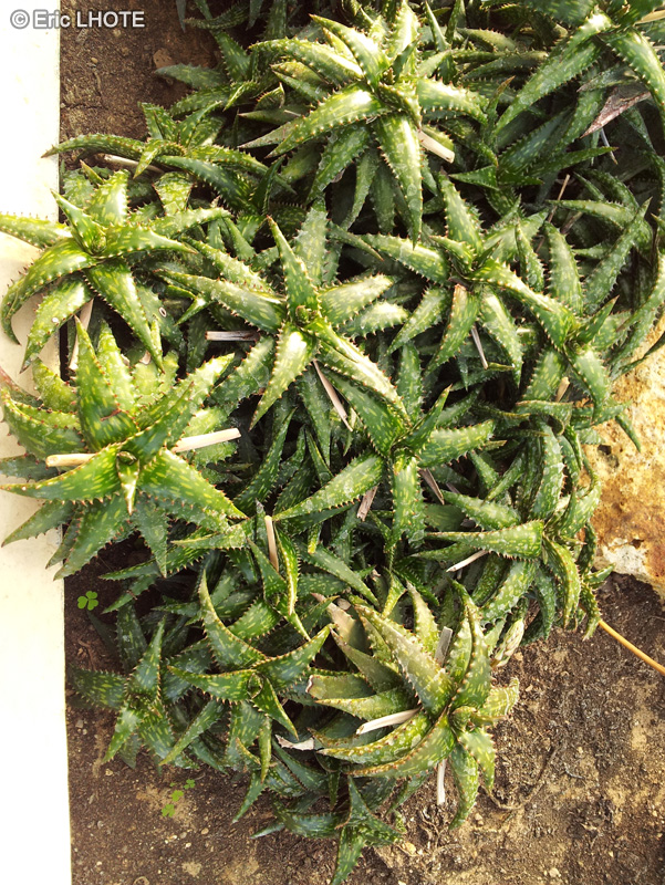  - Aloe somaliensis - 