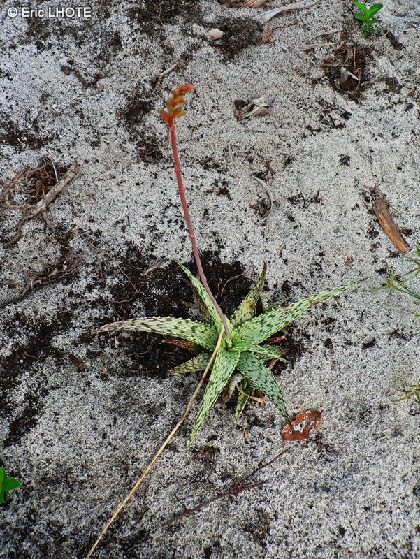 Xanthorrhoeaceae - Aloe somaliensis - Alo&egrave;s zebr&eacute;, Lis du d&eacute;sert zebr&eacute;, Alo&egrave;s de Somalie