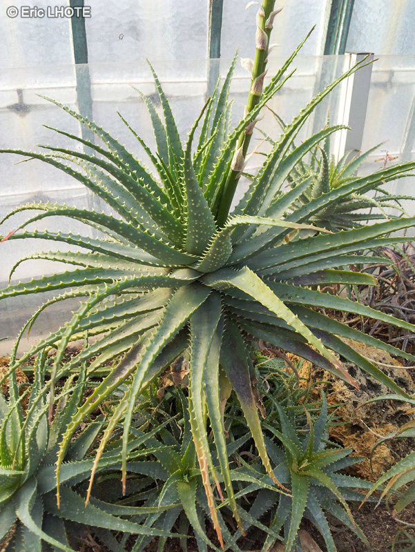  - Aloe spinosissima - 