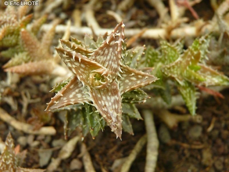 - Aloe squarrosa - 