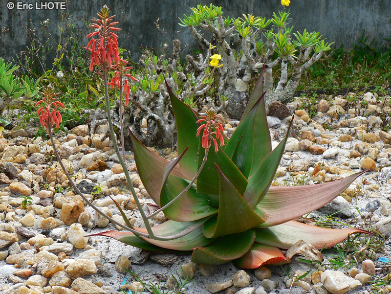  - Aloe striata - 