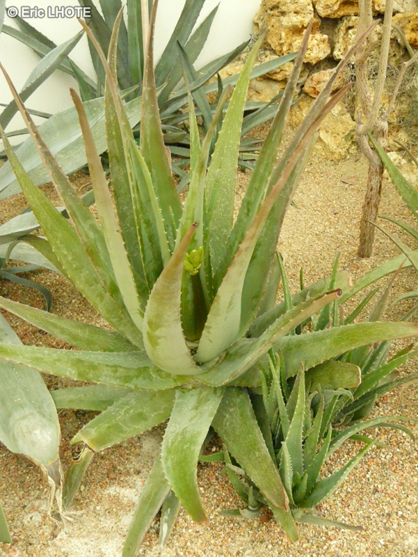 - Aloe vera - 