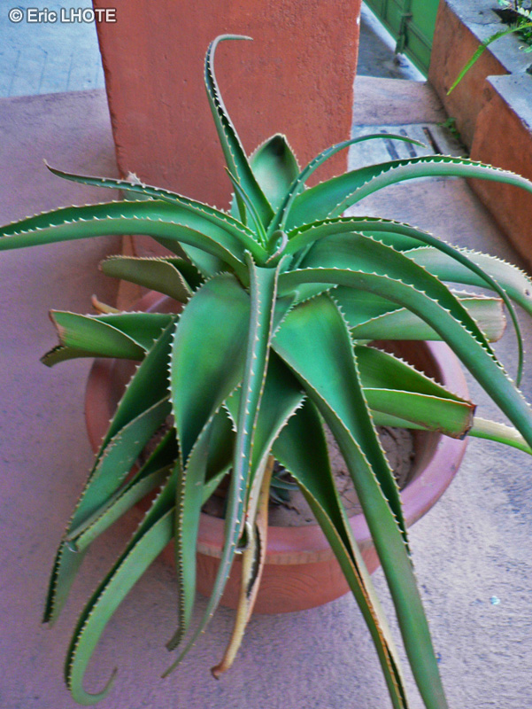 Xanthorrhoeaceae - Aloe vera - Alo&egrave;s, Lis du d&eacute;sert