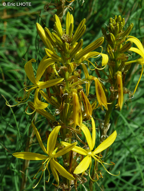  - Asphodeline lutea - 