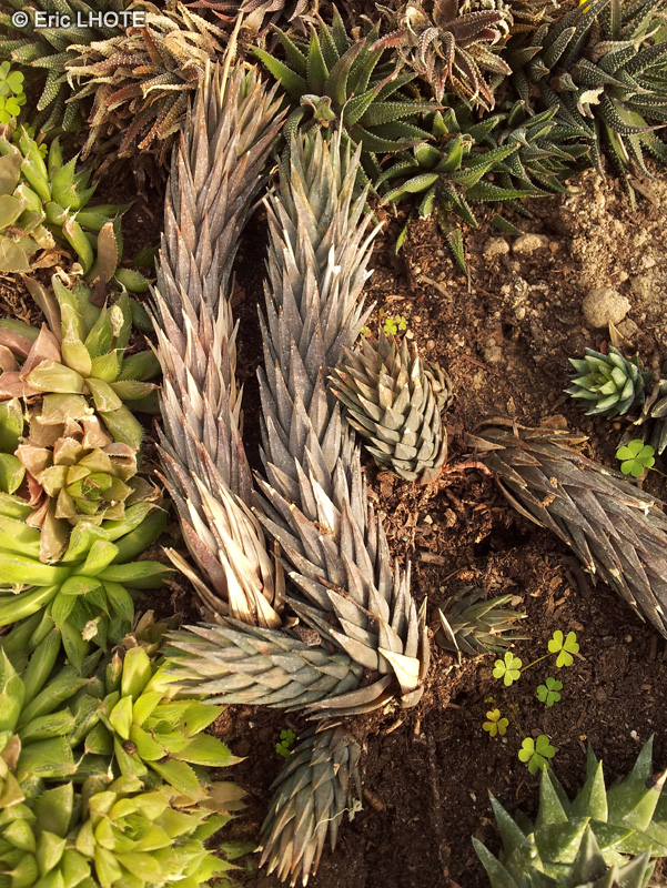  - Astroloba spiralis - 