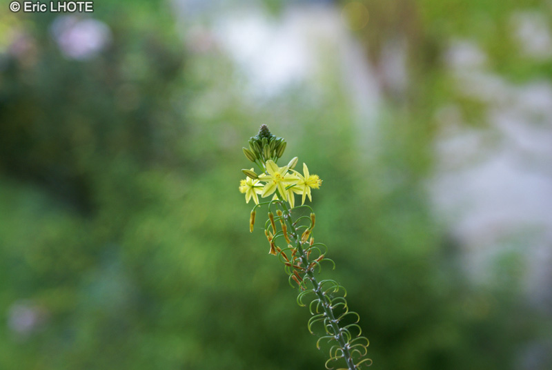 Xanthorrhoeaceae - Bulbine caulescens - Bulbine