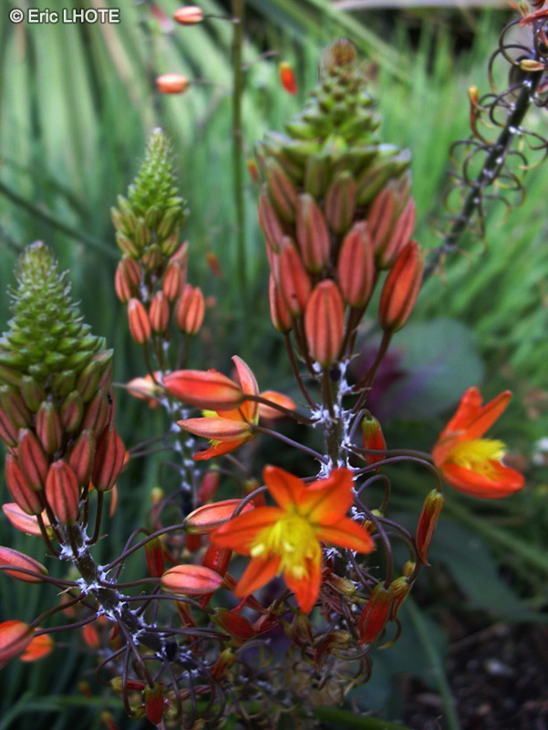Xanthorrhoeaceae - Bulbine frutescens - Bulbine