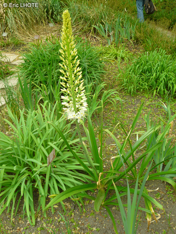 Xanthorrhoeaceae - Eremurus himalaicus - Lis des steppes