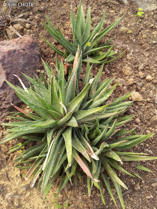 Xanthorrhoeaceae - Gasteraloe bedinghausii - Gasteraloe