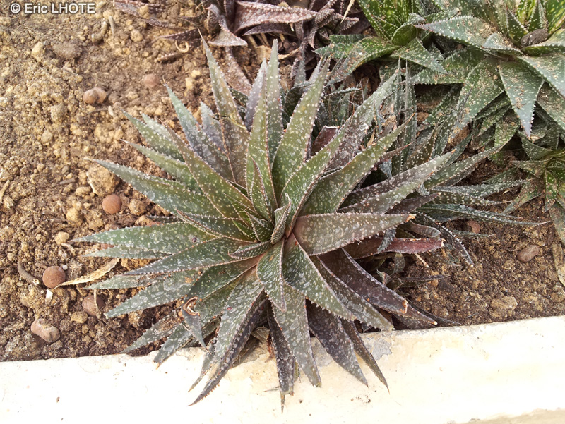 Xanthorrhoeaceae - Gasteraloe beguinii - Gasteraloe