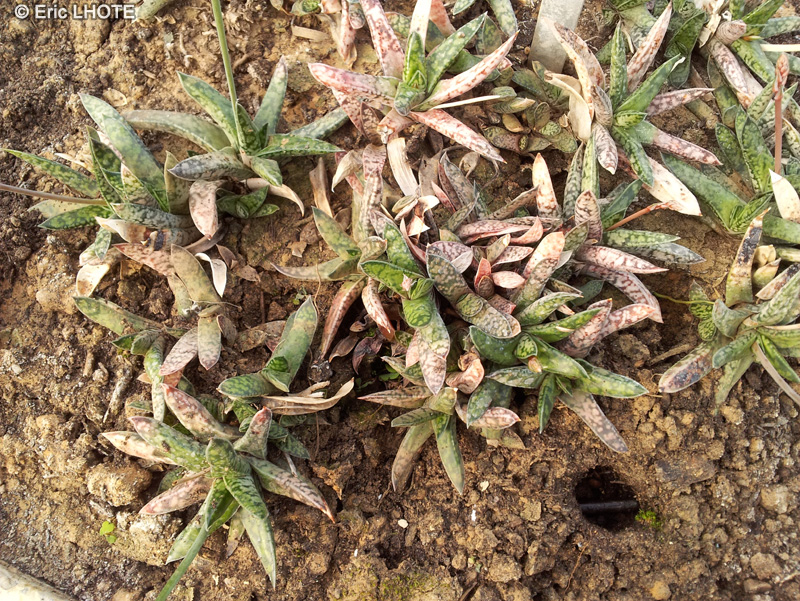 Xanthorrhoeaceae - Gasteria batesiana - Knoppies-beestong