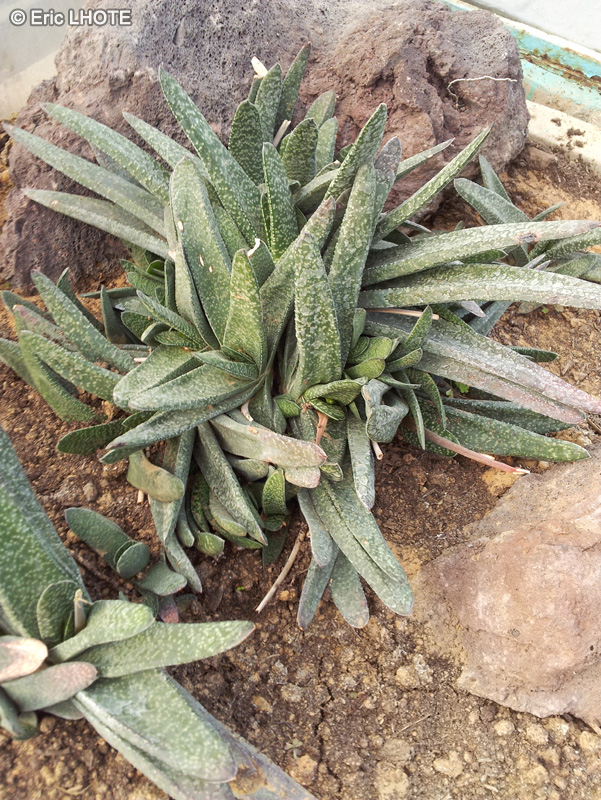 Xanthorrhoeaceae - Gasteria kirsteana - Gasteria kirsteana
