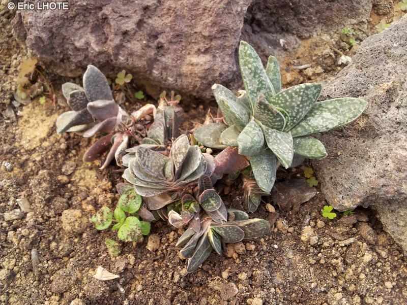 Xanthorrhoeaceae - Gasteria pillansii var ernesti ruschii - Gasteria