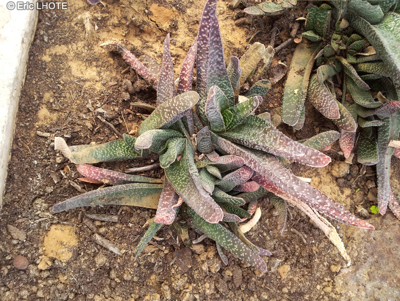 Xanthorrhoeaceae - Gasteria prolifera - Gasteria