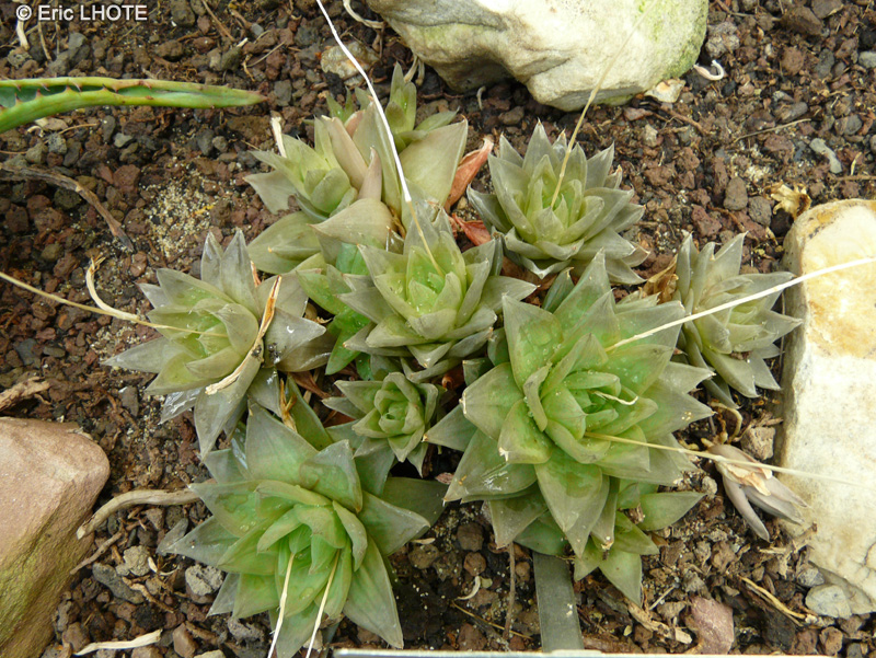 Xanthorrhoeaceae - Haworthia cymbiformis - Haworthia