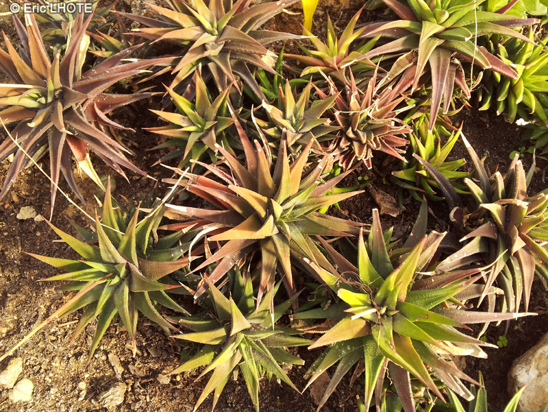 Xanthorrhoeaceae - Haworthia glabrata - Haworthia
