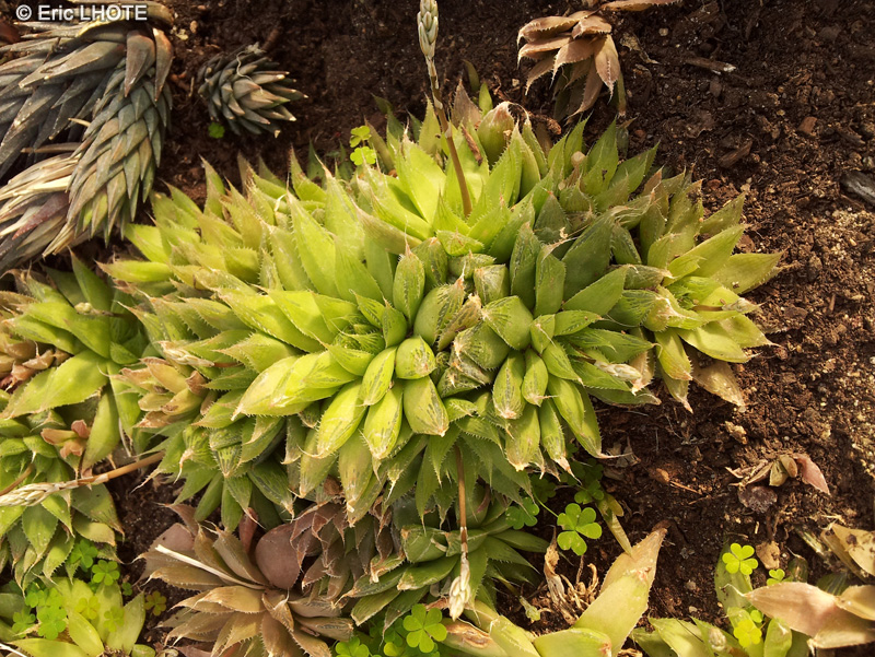 Xanthorrhoeaceae - Haworthia herrei glauca - Haworthia
