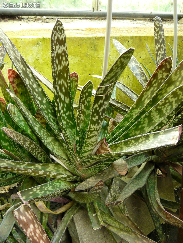 Xanthorrhoeaceae - Haworthia limifolia - Haworthia