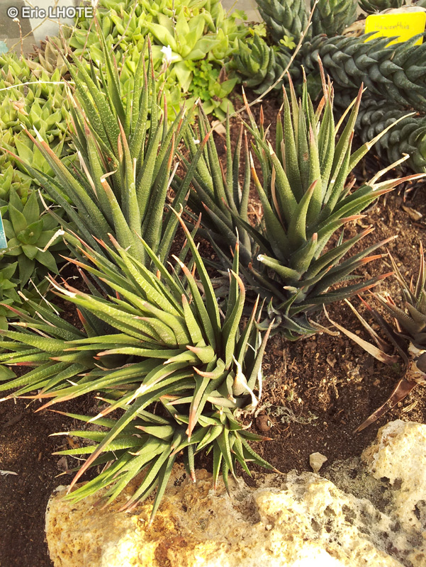 Xanthorrhoeaceae - Haworthia longiana - Haworthia