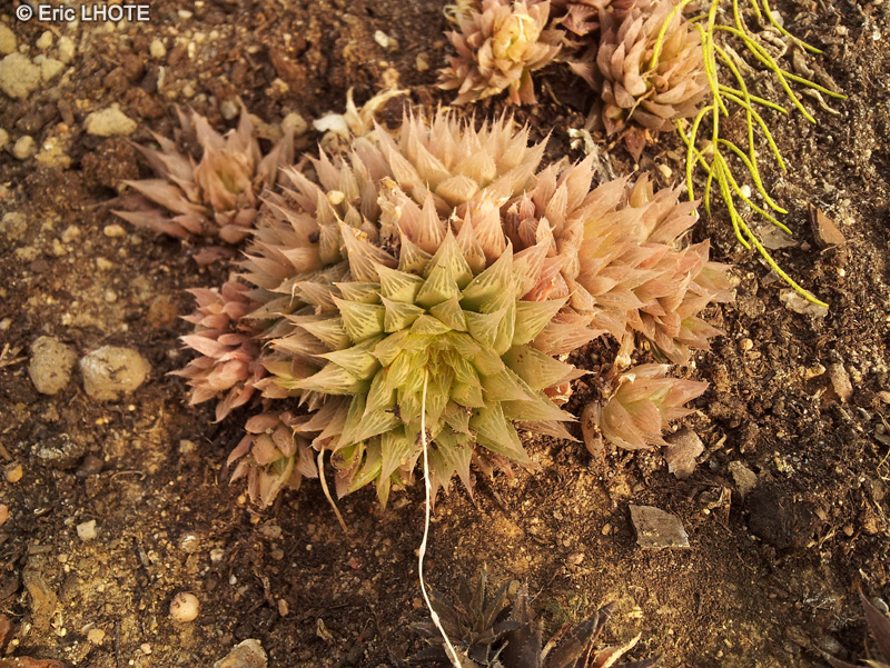 Xanthorrhoeaceae - Haworthia magnifica var. dekenahii - Haworthia