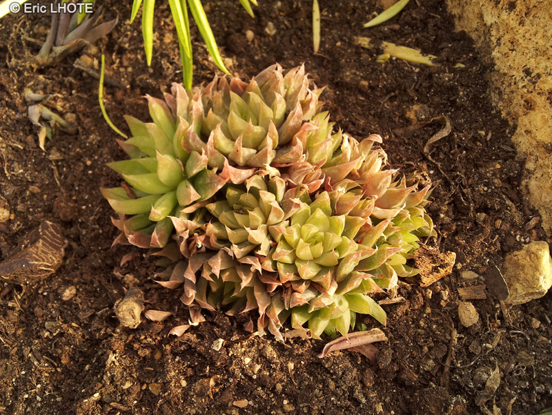  - Haworthia mucronata var. mucronata - 