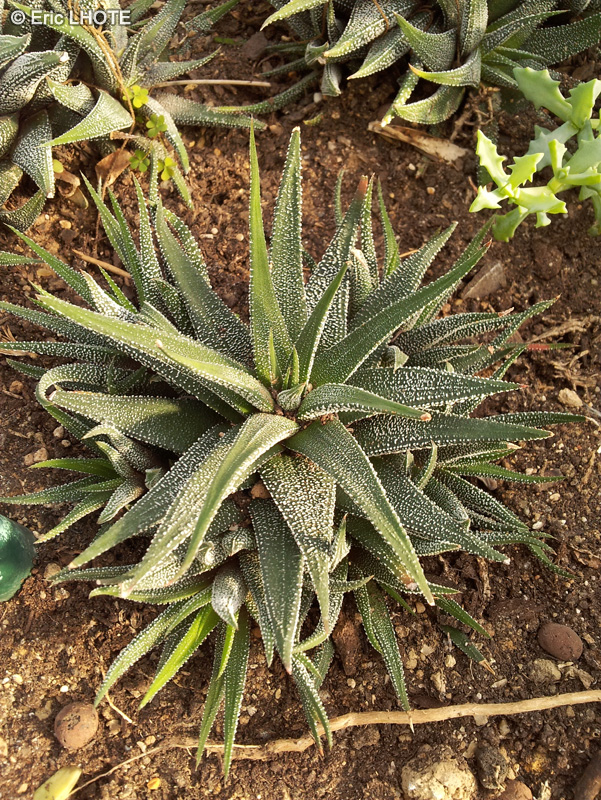  - Haworthia mucronata var. mucronata - 