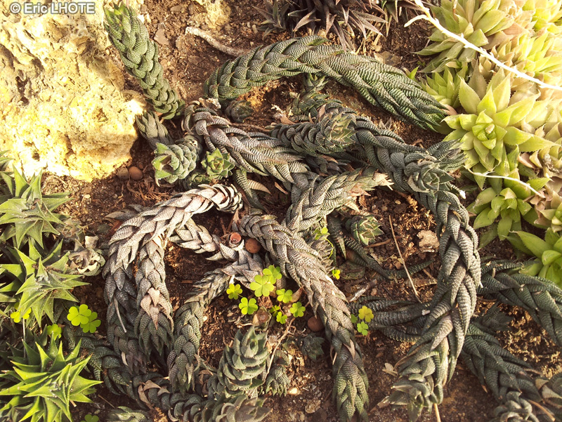 Xanthorrhoeaceae - Haworthia reinwardtii - Haworthia